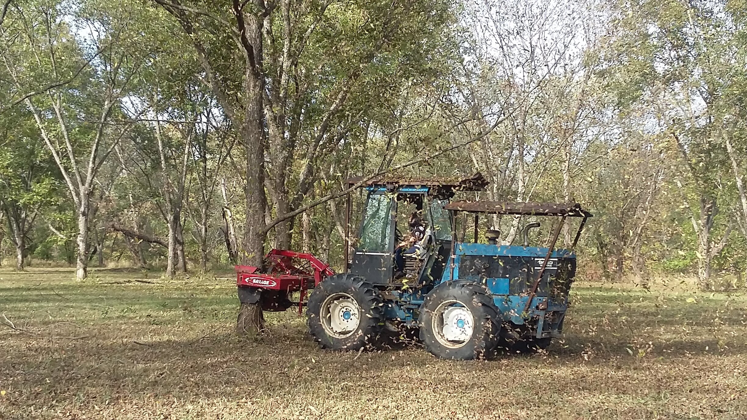 Pecan trees being processed